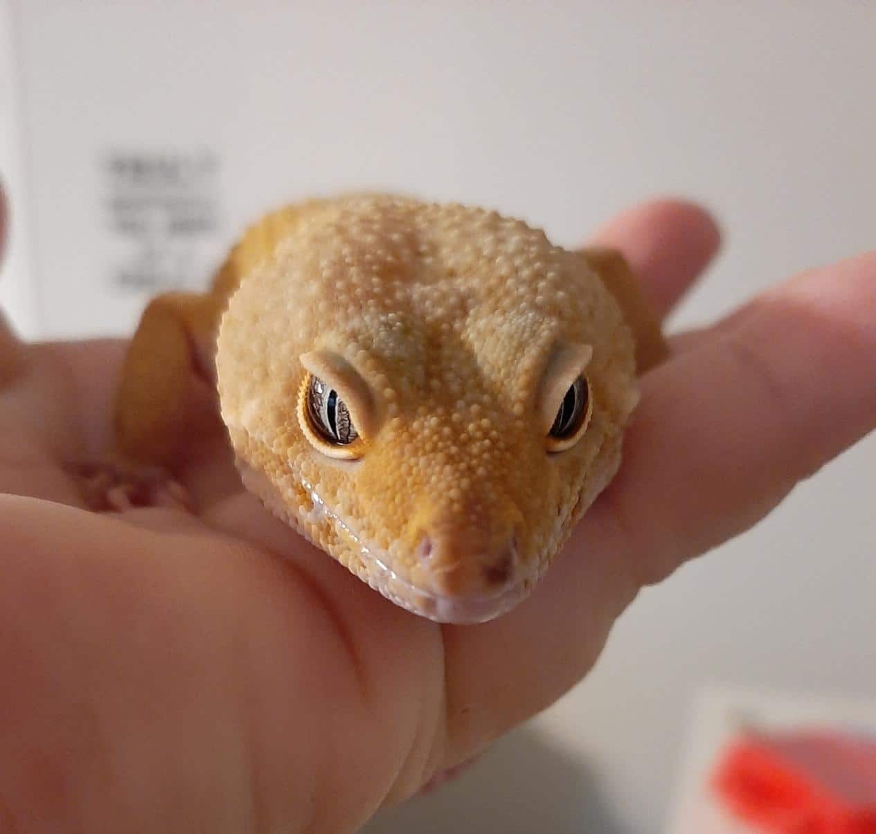 Gordo - Leopard Gecko